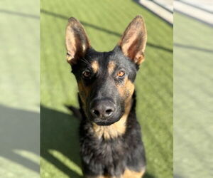 German Shepherd Dog Dogs for adoption in Sebec, ME, USA