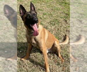 Mutt Dogs for adoption in Texas City, TX, USA