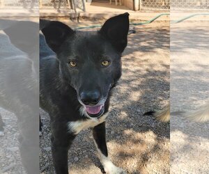 German Shepherd Dog-Siberian Husky Mix Dogs for adoption in Cedar Crest, NM, USA