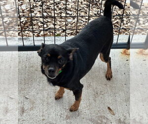 Chihuahua-Unknown Mix Dogs for adoption in Oak Bluffs, MA, USA