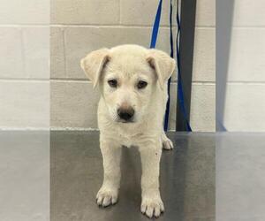 American Pit Bull Terrier-German Shepherd Dog Mix Dogs for adoption in Conroe, TX, USA