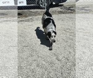 Beagle-Unknown Mix Dogs for adoption in Stover, MO, USA