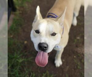 American Staffordshire Terrier-Unknown Mix Dogs for adoption in San Antonio, TX, USA