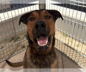 German Shepherd Dog-Unknown Mix Dogs for adoption in Martinez, CA, USA