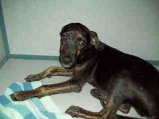 Plott Hound-Unknown Mix Dogs for adoption in Gainesville, FL, USA