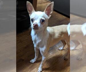 Chihuahua Dogs for adoption in Des Moines, IA, USA