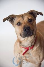 Boxweiler Dogs for adoption in Oxford, MI, USA