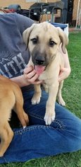 Labrador Retriever-Unknown Mix Dogs for adoption in Alva, OK, USA
