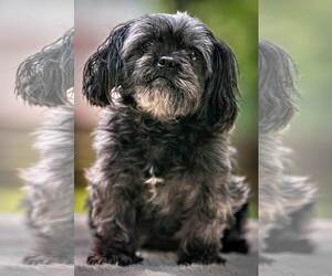 Maltipoo Dogs for adoption in Shakopee, MN, USA