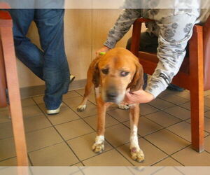 Beagle-Unknown Mix Dogs for adoption in Ocala, FL, USA