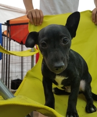 Chiweenie Dogs for adoption in Lakeport, CA, USA