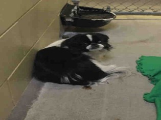 Japanese Chin Dogs for adoption in Woodland, CA, USA