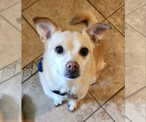 Chihuahua-Unknown Mix Dogs for adoption in Fairfax, VA, USA