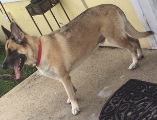 Medium Photo #1 German Shepherd Dog Puppy For Sale in Dunnellon, FL, USA