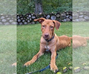Huskies -Labrador Retriever Mix Dogs for adoption in Simsbury, CT, USA