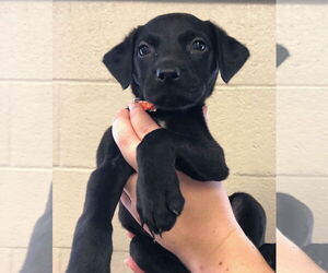 Labrador Retriever-Unknown Mix Dogs for adoption in Amarillo, TX, USA