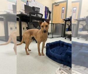 Carolina Dog Dogs for adoption in Boston, MA, USA