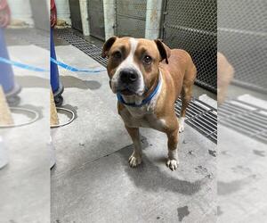 American Pit Bull Terrier Dogs for adoption in Stockton, CA, USA