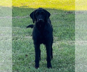 Labradoodle Dogs for adoption in Croydon, NH, USA