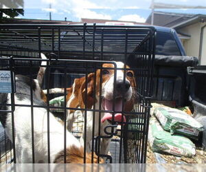 Treeing Walker Coonhound Dogs for adoption in Ocala, FL, USA