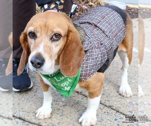Beagle-Unknown Mix Dogs for adoption in Washington, DC, USA
