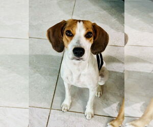 Beagle Dogs for adoption in Tampa, FL, USA