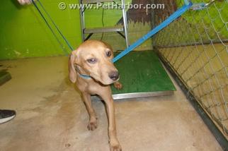 Catahoula Leopard Dog Dogs for adoption in Green Cove Springs, FL, USA