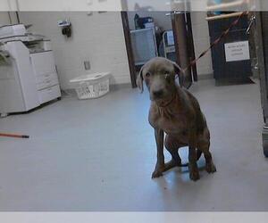 Labrador Retriever-Unknown Mix Dogs for adoption in Fayetteville, NC, USA