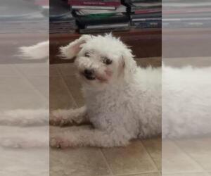 Bichon Frise Dogs for adoption in Columbia, TN, USA