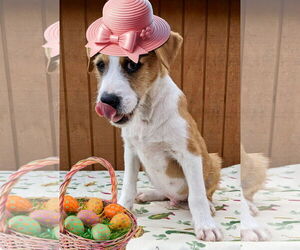 Border Collie-Unknown Mix Dogs for adoption in Mt. Laurel, NJ, USA