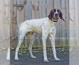 German Shorthaired Pointer Dogs for adoption in Mt Carmel, PA, USA
