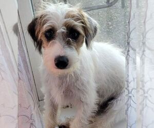 Jack Russell Terrier Dogs for adoption in Carrollton, TX, USA