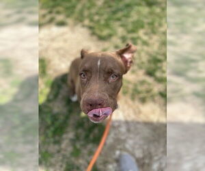 American Pit Bull Terrier-Labrador Retriever Mix Dogs for adoption in Louisville, KY, USA