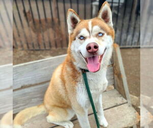 Siberian Husky Dogs for adoption in Long Beach, CA, USA