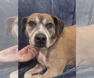 Beagle-Unknown Mix Dogs for adoption in Westwood, NJ, USA