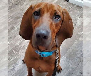 Bluetick Coonhound-Redbone Coonhound Mix Dogs for adoption in Cottonwood, AZ, USA
