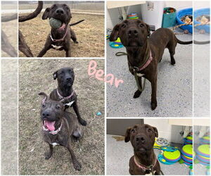 American Staffordshire Terrier-Labrador Retriever Mix Dogs for adoption in Pierceton , IN, USA