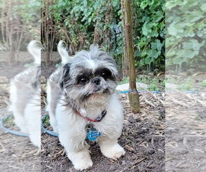 Shih Tzu Dogs for adoption in St. Louis Park, MN, USA