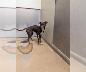 Chihuahua-Unknown Mix Dogs for adoption in Sacramento, CA, USA