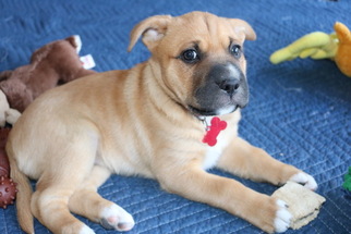 Mastiff Dogs for adoption in San Luis Rey, CA, USA
