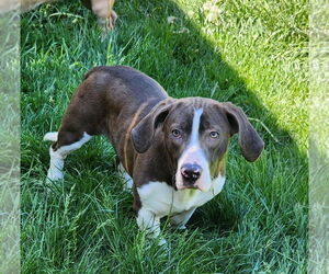 Basset Hound-Unknown Mix Dogs for adoption in Brookville, OH, USA