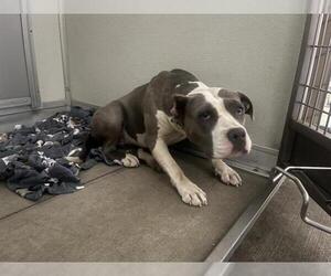 American Pit Bull Terrier Dogs for adoption in Corona, CA, USA