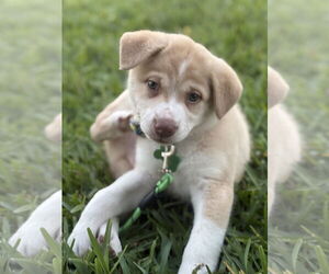 Great Pyrenees-Unknown Mix Dogs for adoption in Royal Palm Beach, FL, USA
