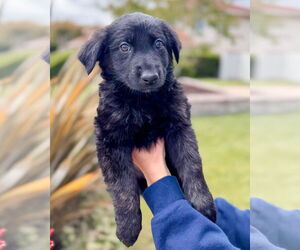 Labradoodle Dogs for adoption in Corona, CA, USA