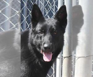 German Shepherd Dog Dogs for adoption in Siren, WI, USA