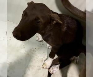 German Shorthaired Pointer Dogs for adoption in Bakersfield, CA, USA