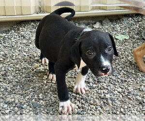 Black Mouth Cur-Bulldog Mix Dogs for adoption in Ames, IA, USA