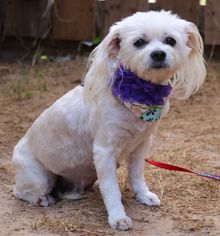 Maltese Dogs for adoption in Lytle, TX, USA