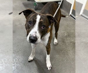 Mutt Dogs for adoption in Forestville, MD, USA