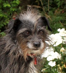 Cairn Terrier-Unknown Mix Dogs for adoption in Houston, TX, USA